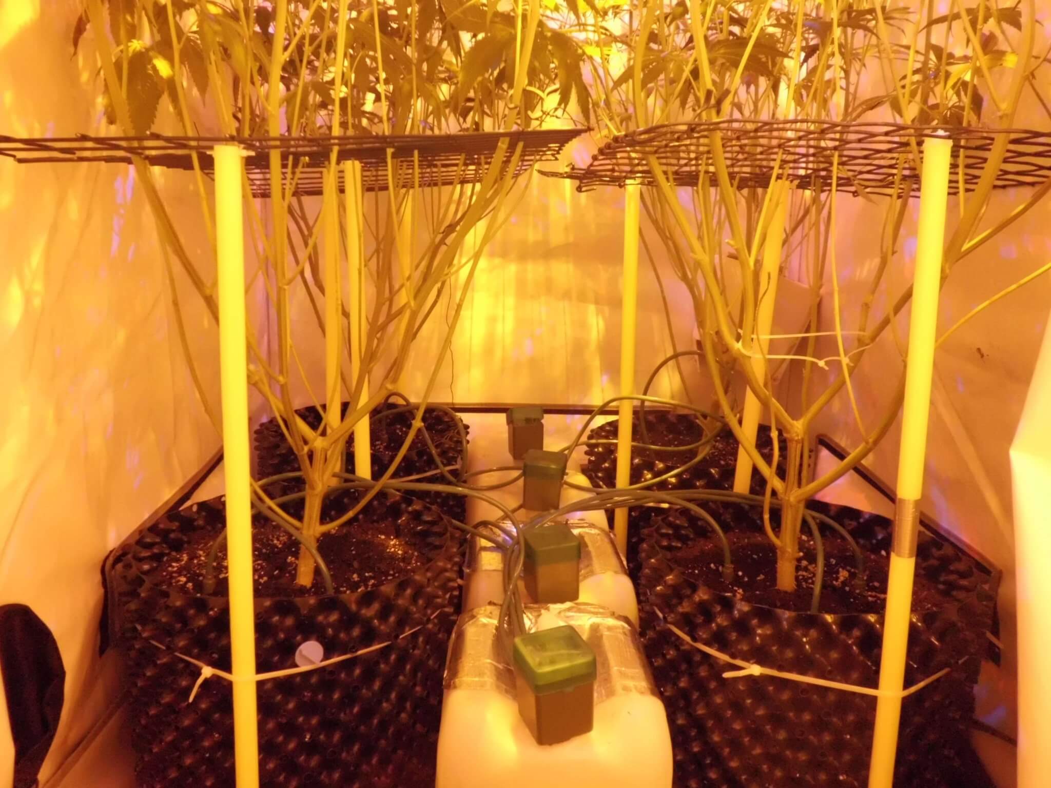 atmosfeer Stevenson Het begin Automatisch watergeven: Gro-bot, druppelsysteem voor 3 planten