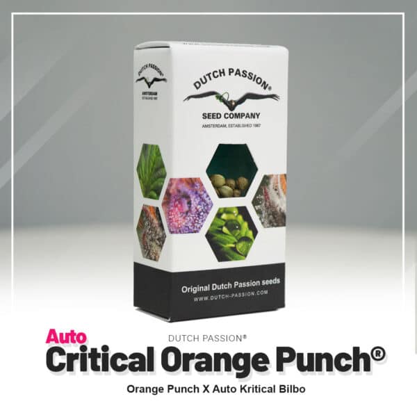Auto Critical Orange Punch Dutch Passion Seed Company